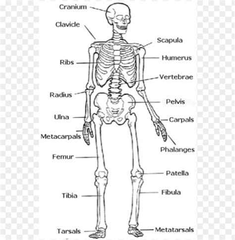 Skeleton With Bone Labels