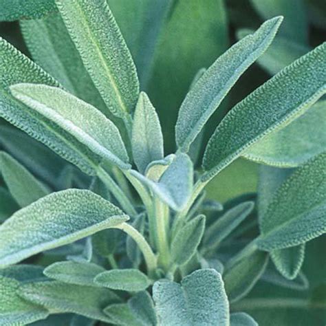 One venerated for experience, judgment, and wisdom. Sage Benefits, Uses & History: Gaia Herbs®