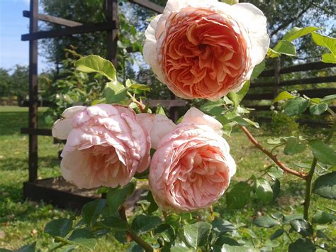 Abraham darby (the grandfather of the famous bridge builder) was born in 1678 at wrens nest in the hamlet of woodsetton in the parish of sedgley, staffordshire, son of john & ann darby. Ranczo Elma: Róża Abraham Darby