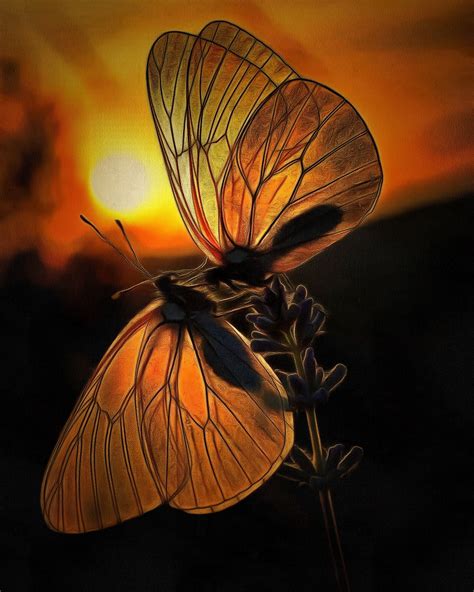 Butterflies Sunset Natuur Vlinders