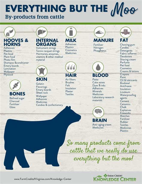 Everything But The Moo By Products From Cattle Farm Credit Of The
