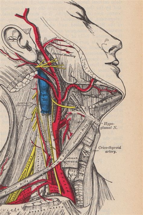 Items Similar To Vintage Medical Illustrations Set 16 On Etsy
