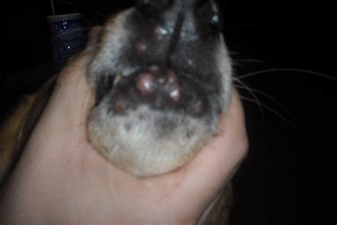 My Dog Has Sores On His Lips And They Are Pinkish Like Warts Or