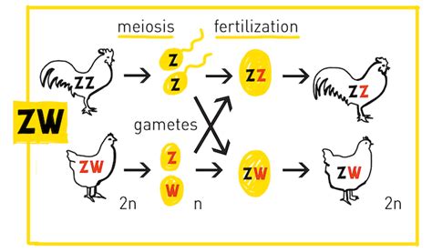 Mechanism Of Sex Determination Humans Birds My Biology Dictionary My