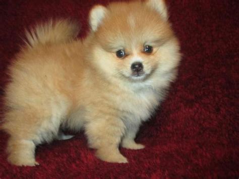 Home Raised Teacup Pomeranian Male 5-month old CKC for ...