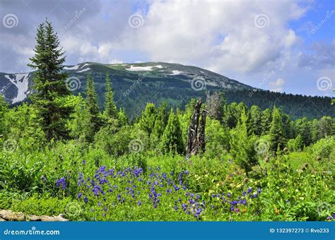 Picturesque View Of Blooming Alpine Meadow And Mountain Glaciers Stock
