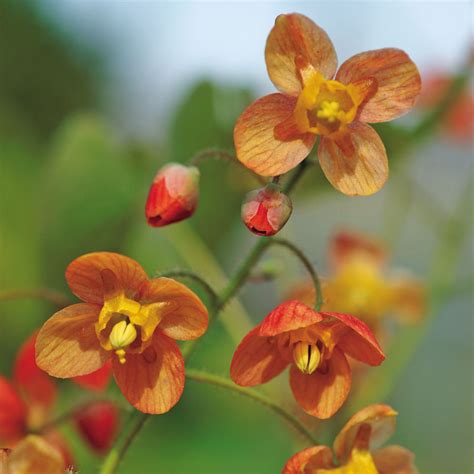 Epimedium Orange Queen at Wayside Gardens