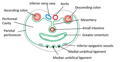 Peritoneum And Peritoneal Cavity Verical And Horizontal Disposition
