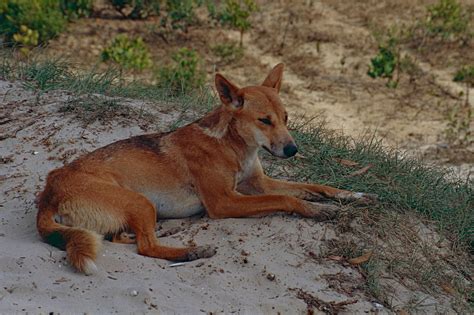 Dingo Canis Lupus Dingo Fraser Island South Queensland Flickr