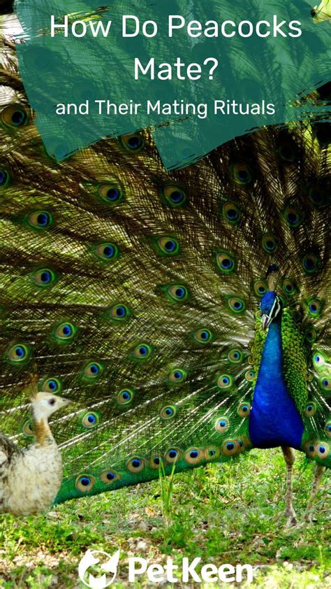 There Are Few Birds With As Dominant Of A Physical Display As The Male Peafowl Or Peacock