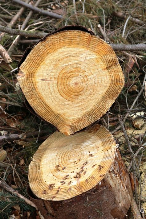 Tree Rings Annual Growth Rings On A Tree Stump Bill Kasman Flickr