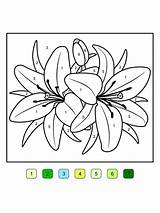 Coloring Lily Flower Flowers Lilies sketch template