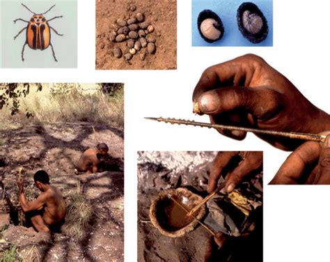 Diamphidia Beetle Cocoons And Larvae Used For Arrow Poison From
