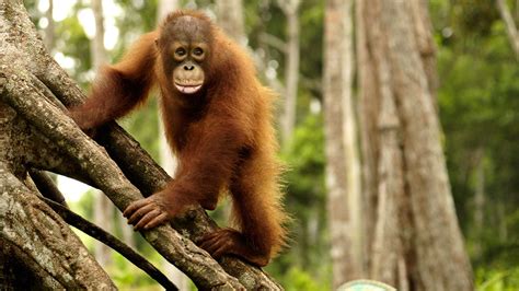 Watch Orangutan Jungle School Season 1 Episode 9 Orangutan Jungle
