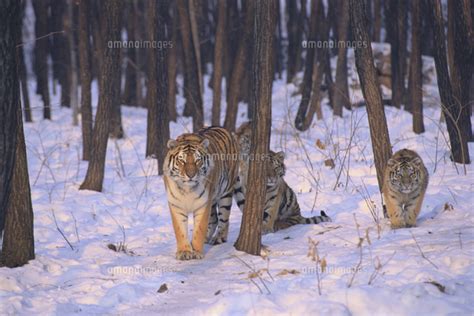 冬の森を移動するシベリアトラシベリアタイガーの親子 32173000012 写真素材ストックフォト画像イラスト素材アマナイメージズ
