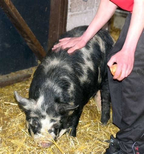 Looking After Pigs Pet Samaritans