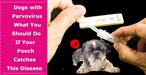 Dogs With Parvovirus What You Should Do If Your Pooch Catches This