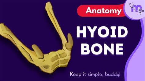 Hyoid Bone Parts Clinical Anatomy Osteology Anatomy Animated