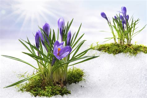 Spring Arrives In Ottawa Sunday Battle Of The Seasons