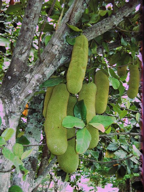 Home / plants / fruit trees. Forum: CHEMPEDAK FRUIT ARE SOLD WHERE IN AUSTRALIA?