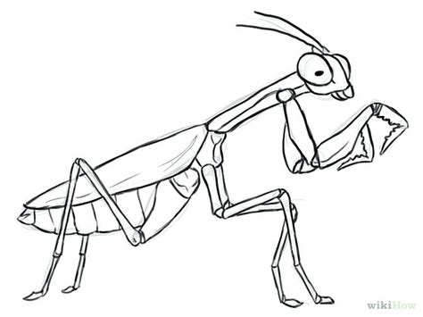 Praying Mantis Coloring Page at GetColorings.com | Free printable