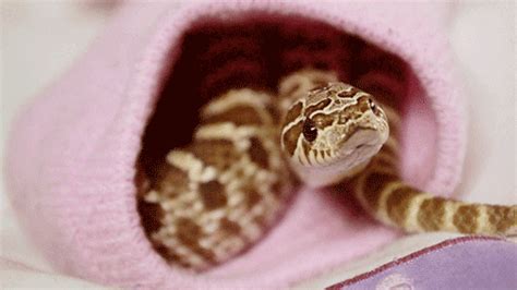 Western Hognose Snakes  Find And Share On Giphy