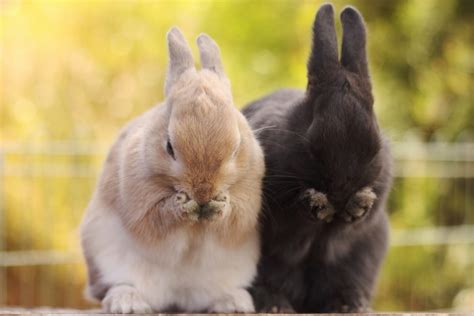 1920x1280 Animals Rabbits Bunny Ears Wallpaper Coolwallpapersme