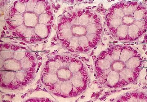 Histologia Tecido Epitelial Glandular Images