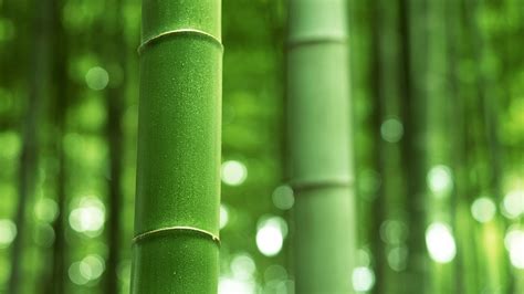 Bamboo Backgrounds Free Download Pixelstalknet