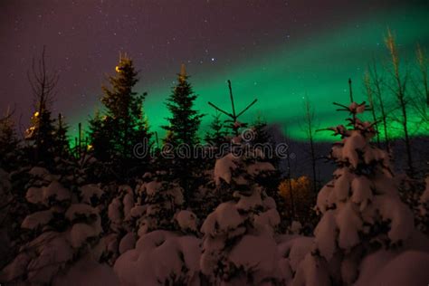Aurora Borealisnorthern Lights Above Icelandic Snow Covered Forest