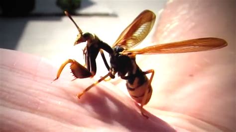 Strange Creature Is Part Praying Mantis And Part Wasp Roaring Earth