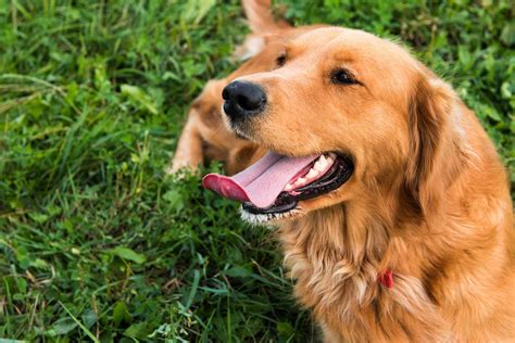 Your furry friend's tongue is first and foremost an organ of taste, quite similar to the human tongue. Sticking Out His Tongue in Dogs - Definition, Cause ...
