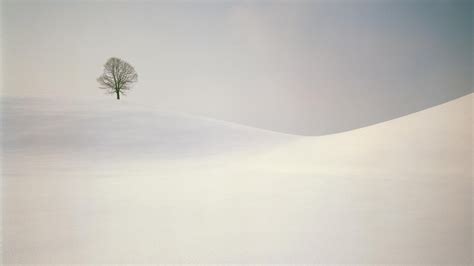 Lonely Tree On The Snow Covered Hills Wallpapers And Images
