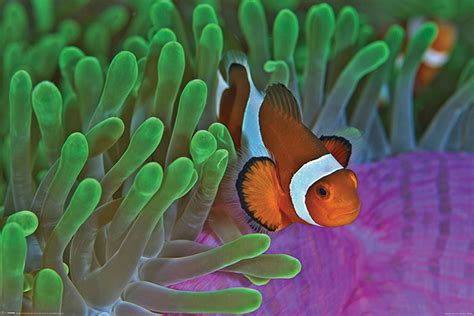 Sea Life Clownfish And Anemones Poster 915x61