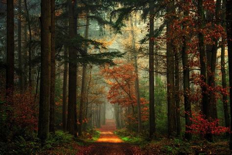 1600x1068 Path Forest Fall Nature Mist Red Green Landscape Trees
