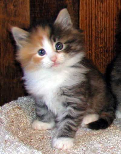 Norwegian Forest Kitten Calico Memmiblog