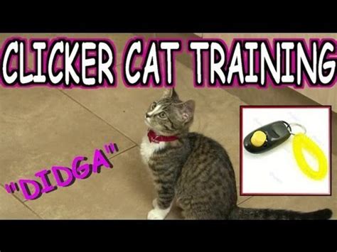 Any advice for starting clicker training a cat? CLICKER TRAINING (CAT) TUTORIAL - BEGINNER (FREE) - YouTube