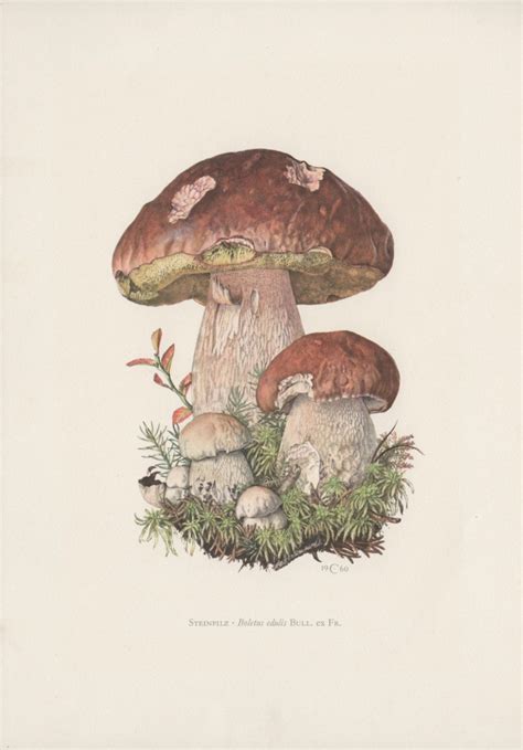Download in under 30 seconds. 1963 Mushroom Illustrations, Set of 6 Original Vintage ...