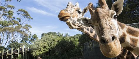There is currently no additional information available regarding auckland zoo. Auckland Zoo