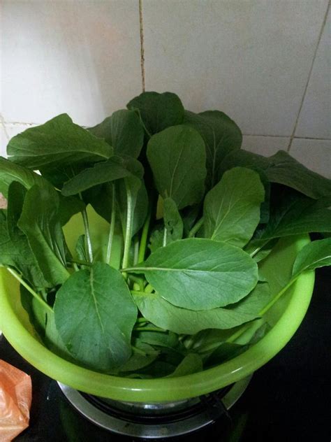 Ahli pertanian mencari jalan keluar untuk mengatasi masalah tersebut. ~ KenangaN TerinDah ~ : TANAM SAYUR DI RUMAH