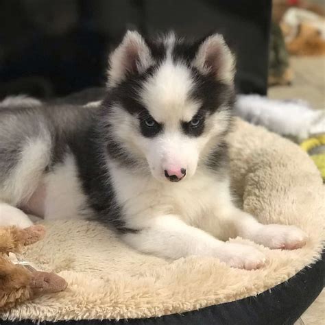 What Is A Miniature Husky And Why Does Everyone Want One K9 Web