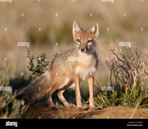 Swift Fox Vulpes Velox Pawnee National Grassland Colorado United