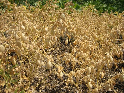 Chickpea plants are bushy and top out at about 18 inches, making them ideal for containers. Mud City Press