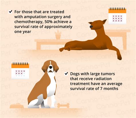 Some varieties occur primarily in children, while others affect mostly adults. Bone Cancer (Osteosarcoma) in Dogs | Canna-Pet