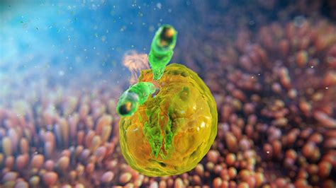 Life cycle of cryptosporidium parvum. Cryptosporidium infected organoids on Behance