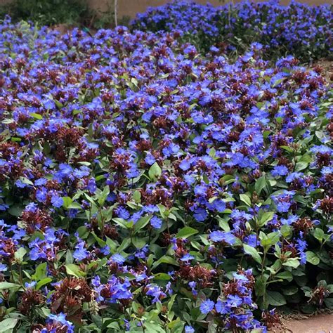 Letter Quest Ground Cover With Small Purple Flowers Ground Cover And
