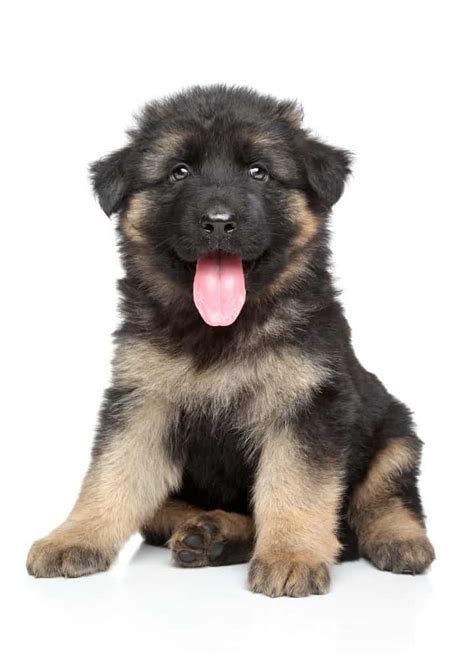 Hello, fellow german shepherd lovers! Best Dog Food for German Shepherds | Puppy Pointers