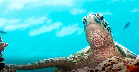 How to use marine in a sentence. Marine Turtle | Taronga Conservation Society Australia