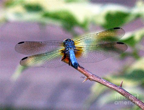 Rainbow Dragonfly Photograph By Cindy Hogan