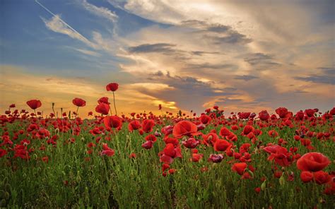 Download 3840x2400 Wallpaper Sunset Poppy Field Flowers Red 4k